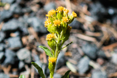 Solidago nana
