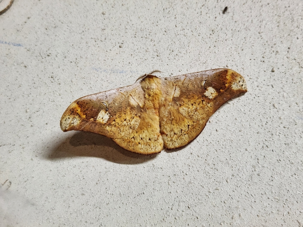 Goodia nubilata