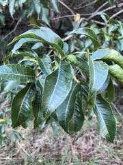 Searsia chirindensis