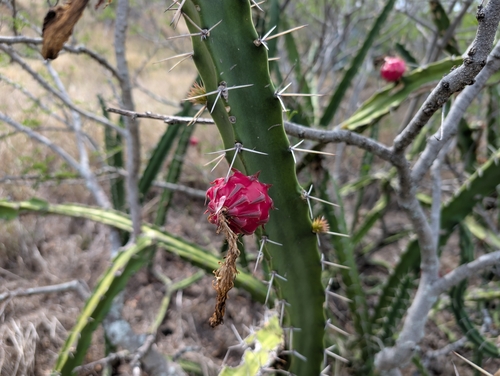 Harrisia martinii observed 2024-11-22