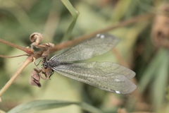 Myrmeleon formicarius