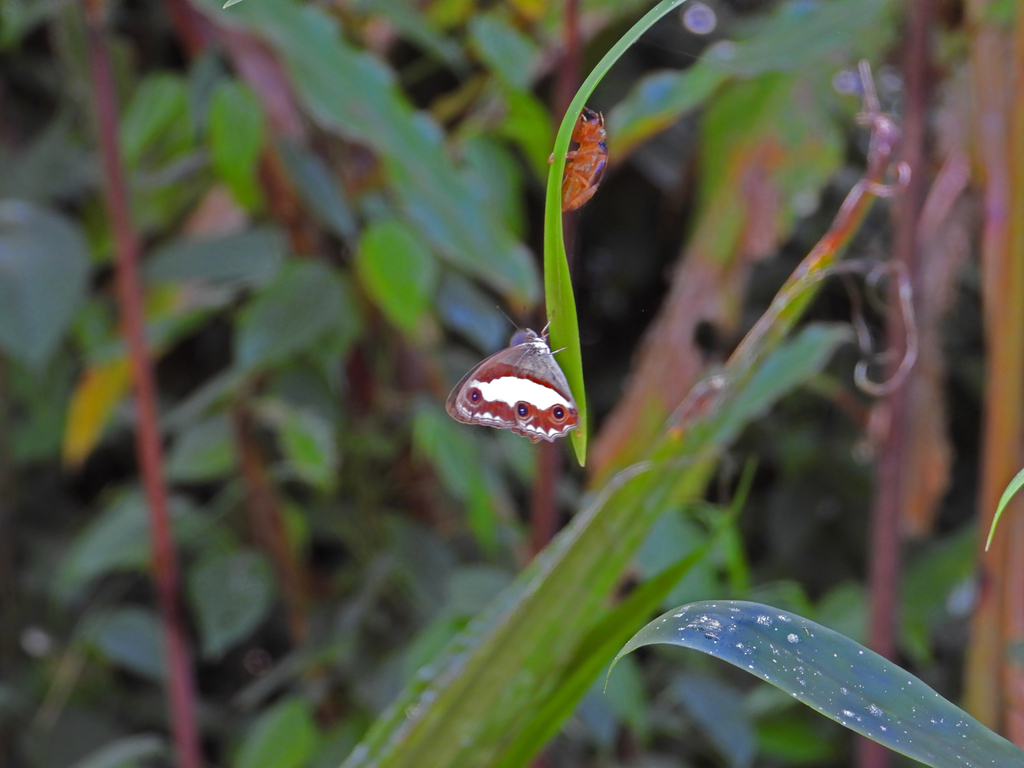 Nirvanopsis