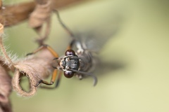 Myrmeleon formicarius