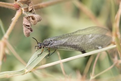Myrmeleon formicarius