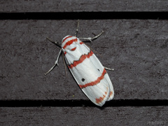 Cyana perornata
