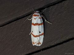Cyana perornata
