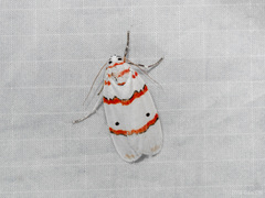 Cyana perornata