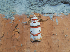 Cyana perornata