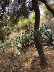 Opuntia anahuacensis