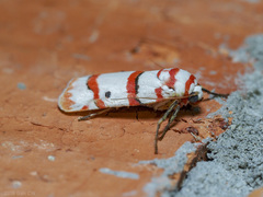 Cyana perornata