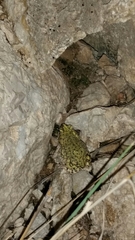 Anaxyrus debilis