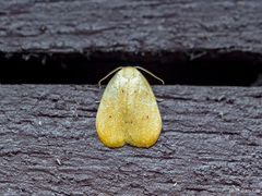 Heliohemonia monosticta