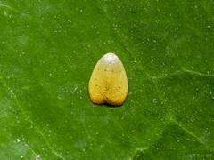 Heliohemonia monosticta