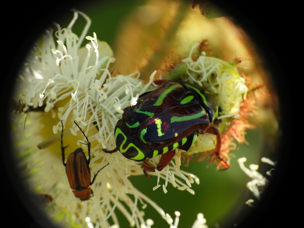 Fiddler Beetle from Coomba Park NSW 2428, Australia on November 23 ...