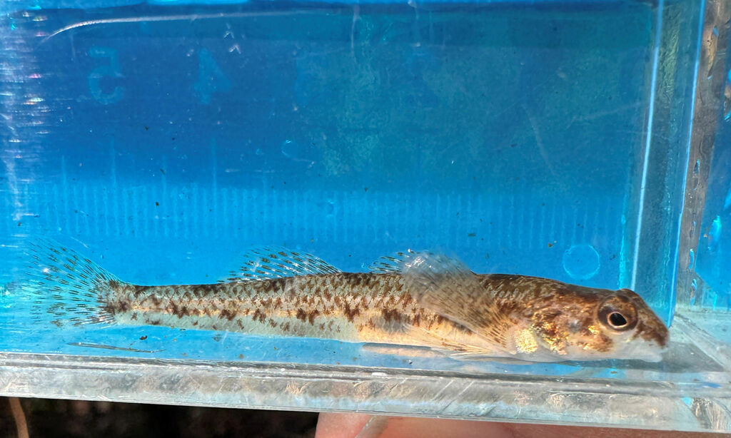 Cumberland Darter