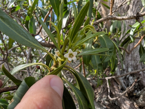 Image of Myoporum sandwicense by (c) Damien Wallace, some rights reserved (CC BY)