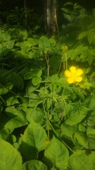 Ranunculus acris acris