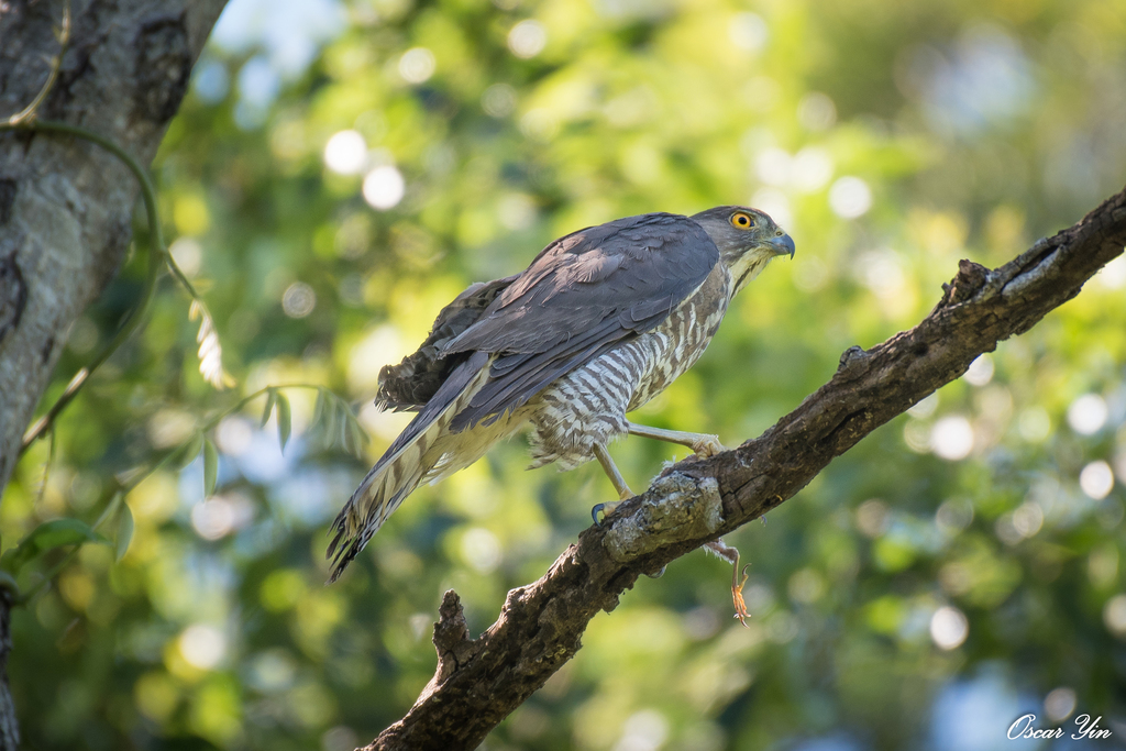 Accipiter virgatus fuscipectus from 300台灣新竹市 on July 17, 2019 at 02:04 ...