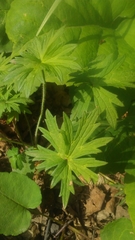 Ranunculus acris acris