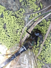 Somatochlora alpestris