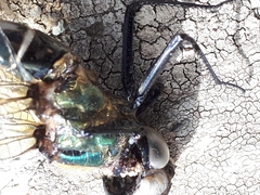 Somatochlora alpestris