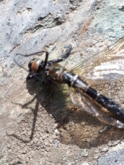 Somatochlora alpestris