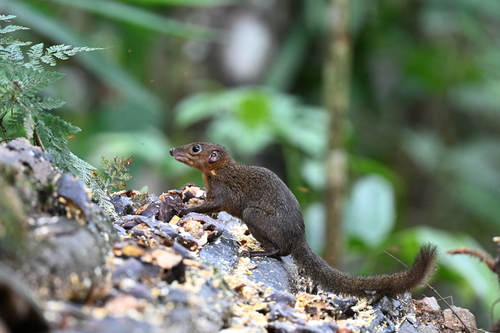 Northern Long-footed Treeshrew