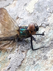 Somatochlora alpestris