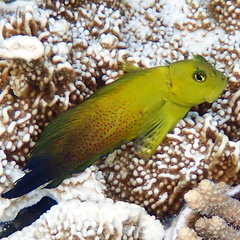 Lady Musgrave Blenny photo 3