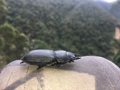 Lucanidae