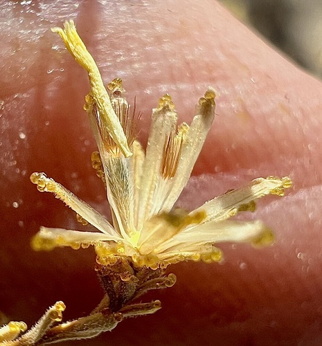 Image of Lessingia glandulifera by (c) Steve Matson, some rights reserved (CC BY)