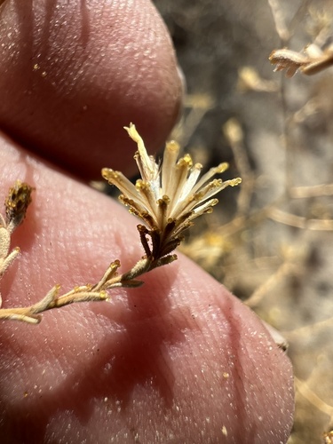 Image of Lessingia glandulifera by (c) Steve Matson, some rights reserved (CC BY)