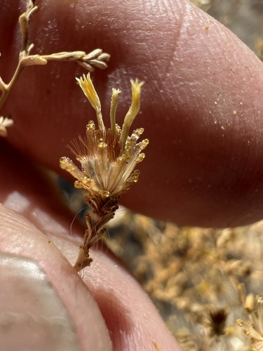 Image of Lessingia glandulifera by (c) Steve Matson, some rights reserved (CC BY)