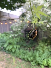 Pelidnota punctata