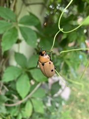Pelidnota punctata