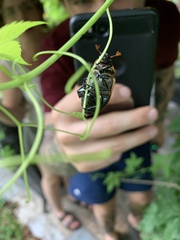 Pelidnota punctata