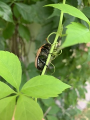 Pelidnota punctata