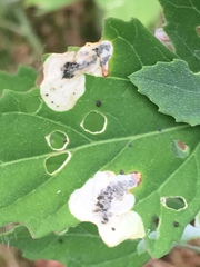 Chrysoesthia sexguttella