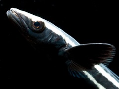 Rachycentron canadum