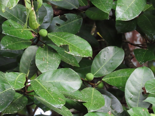 Amate (Ficus maxima)