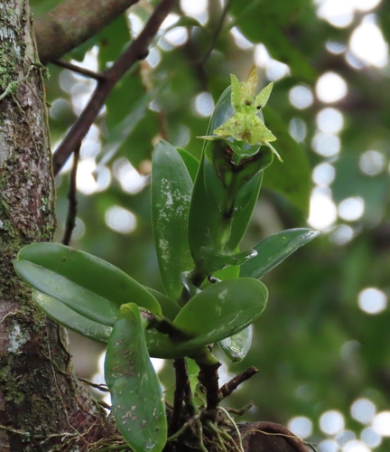 Epidendrum scharfii, photograph 4