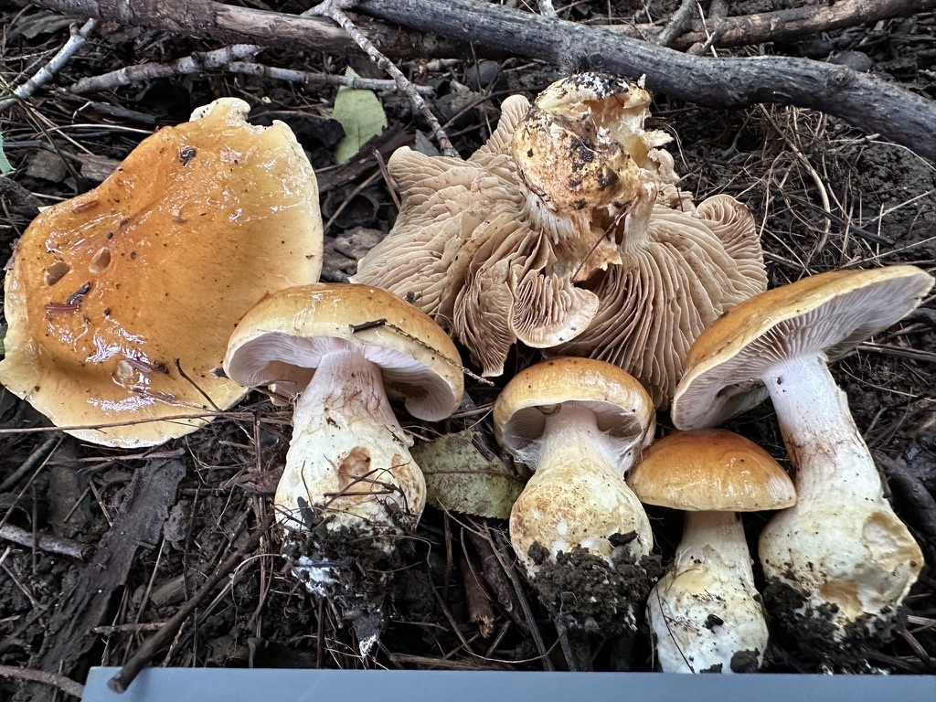 Phlegmacium sp. 'VA01'