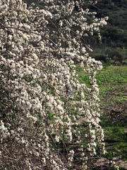 Ceanothus megacarpus megacarpus