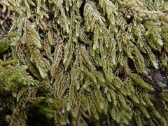 Hypnum uncinulatum
