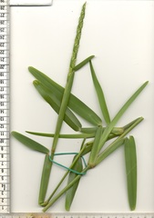 Stenotaphrum dimidiatum