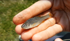 Lythrurus umbratilis