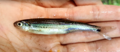 Notropis leuciodus
