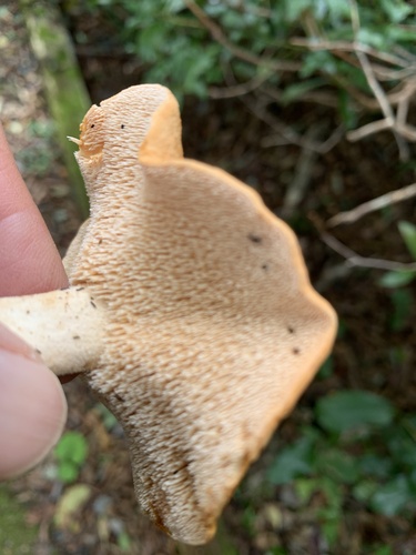 Hydnum repandum