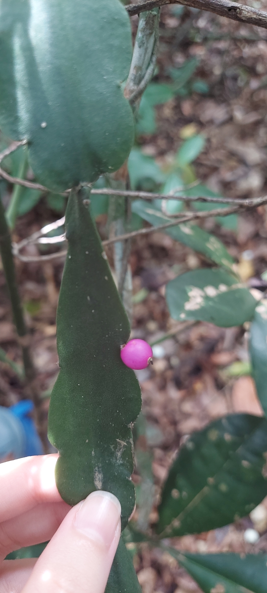 Imagem de Cacto-macarrão