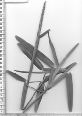 Stenotaphrum dimidiatum